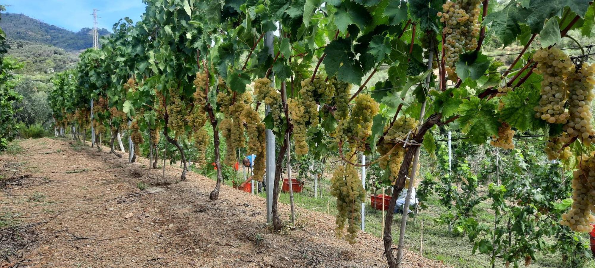 Agriturismo La Collina Verde レヴァント エクステリア 写真
