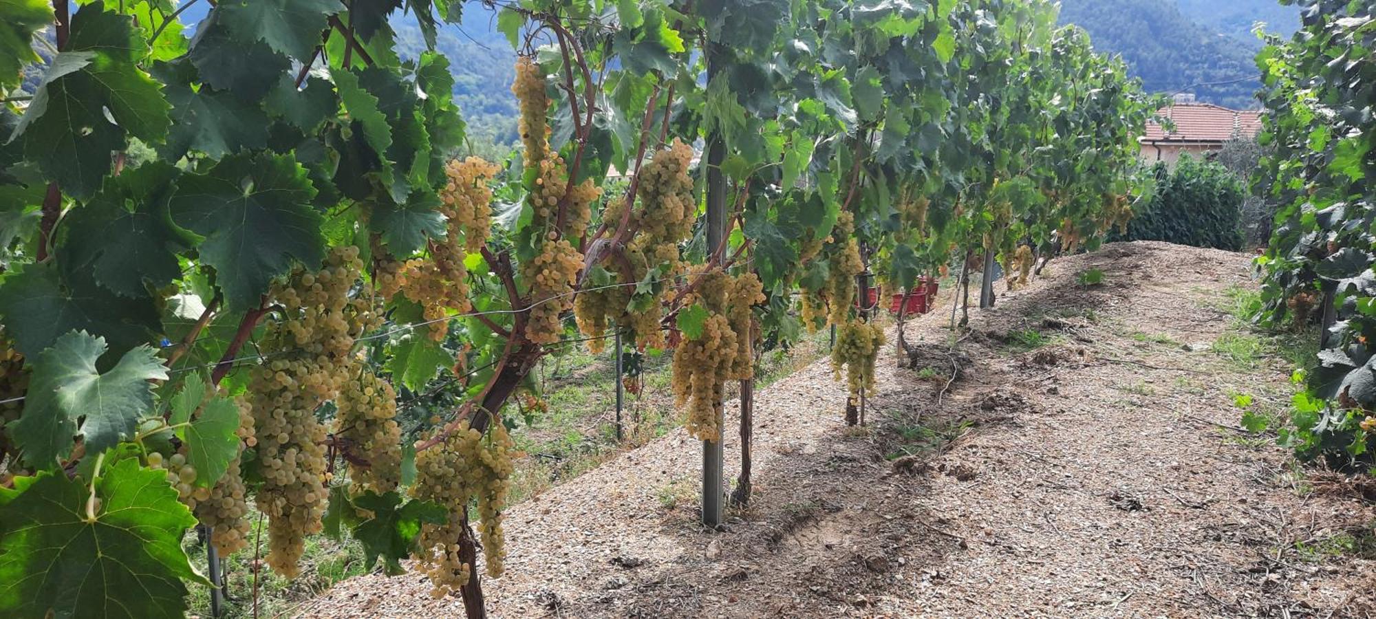 Agriturismo La Collina Verde レヴァント エクステリア 写真